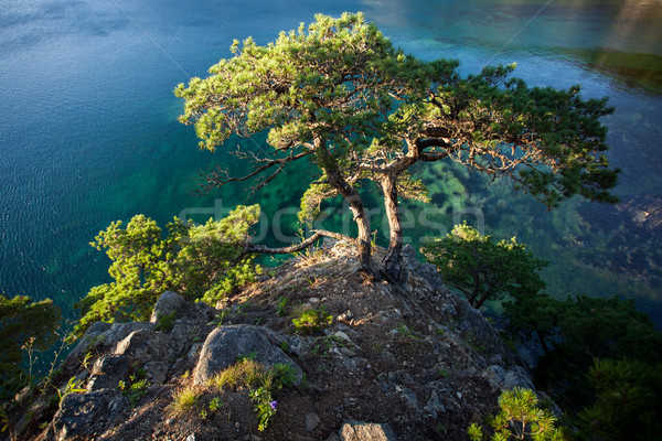 pines on a rocks at the sea in the morning light Stock photo © chesterf