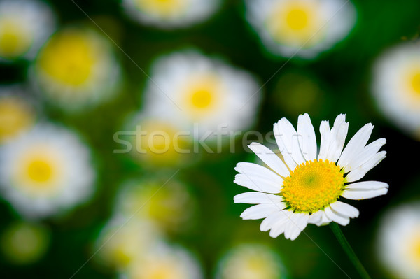 white blooming macro daisy Stock photo © chesterf