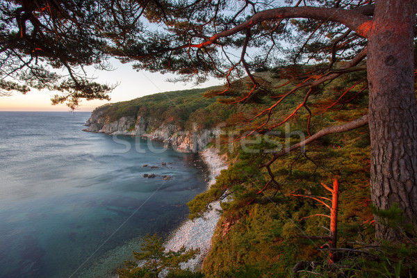 pines on a rock at the sea in the morning light Stock photo © chesterf