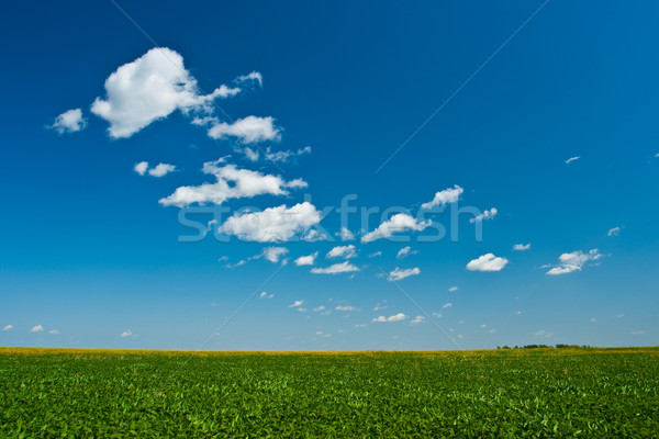 green grass blue skies  Stock photo © chesterf