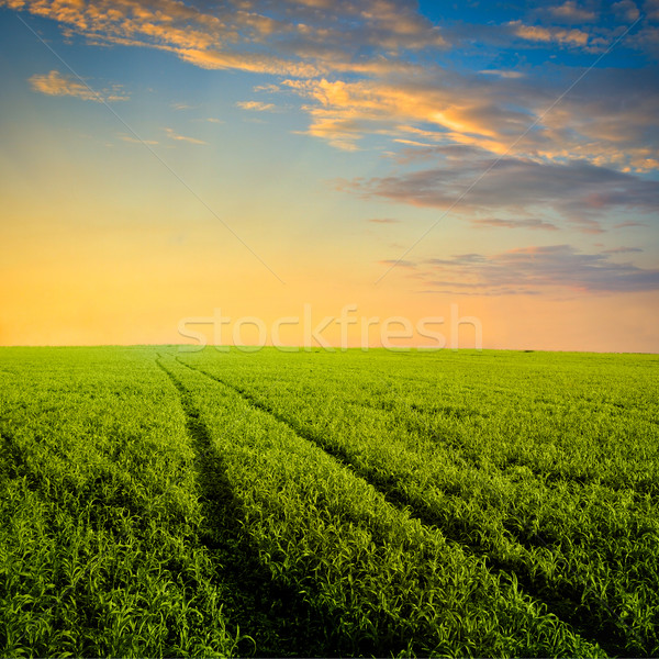 path to the sunset Stock photo © chesterf