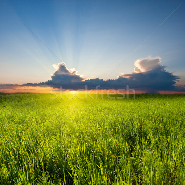 Stock photo: sunset in field