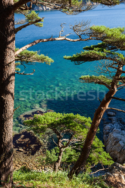 pines on a rocks at the sea in the morning light Stock photo © chesterf