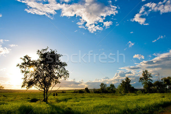 tree silhouette over blue sky Stock photo © chesterf
