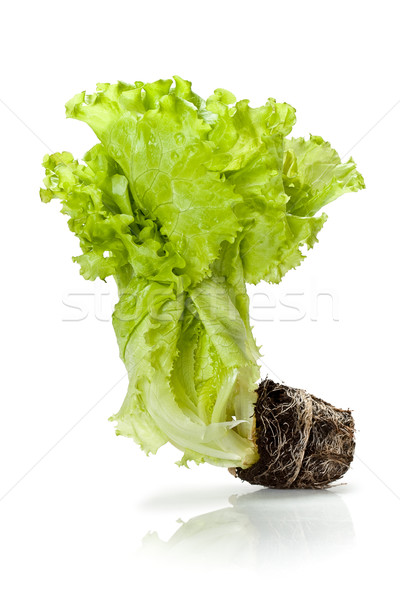 green isolated lettuce vertical Stock photo © chesterf