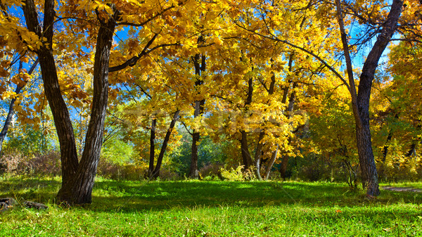 Gün sonbahar park erken sahne ağaç Stok fotoğraf © chesterf