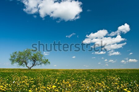 Singur copac în picioare flori galbene vară verde Imagine de stoc © chesterf