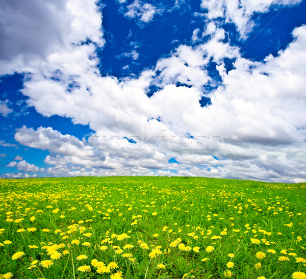 Stock photo: dandelions filed