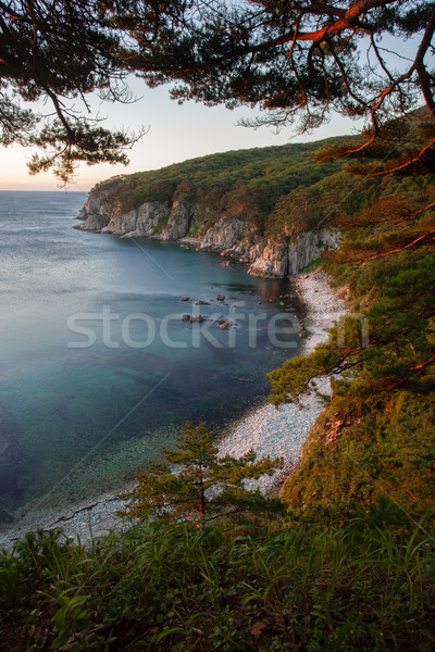 pines on a rock at the sea in the morning light Stock photo © chesterf
