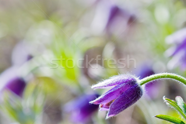 abloom pasqueflower Stock photo © chesterf