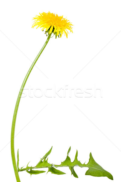 [[stock_photo]]: Pissenlit · fleur · longtemps · 	
tige · isolé · blanche