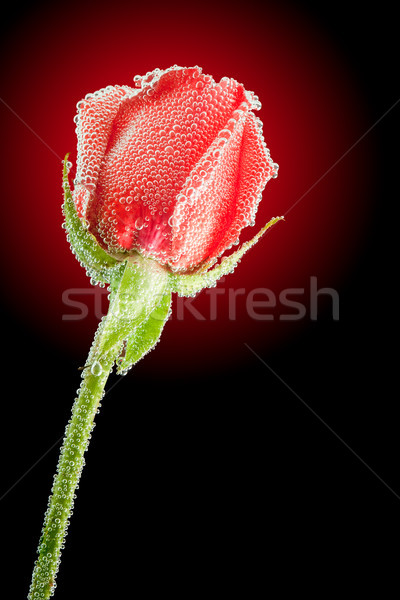 Podwodne czerwona róża pęcherzyki powierzchnia kopia przestrzeń tekst Zdjęcia stock © chesterf