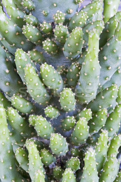 Cactus casa home verde impianto pot Foto d'archivio © cheyennezj