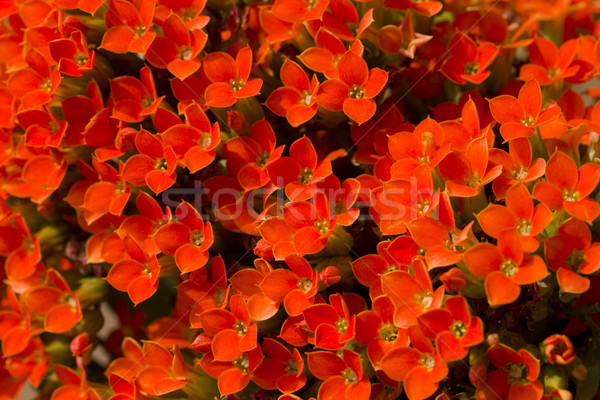 Kalanchoe background  Stock photo © cheyennezj