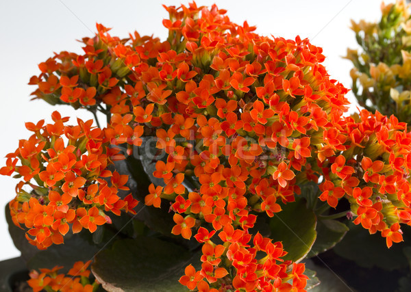 Kalanchoe background  Stock photo © cheyennezj