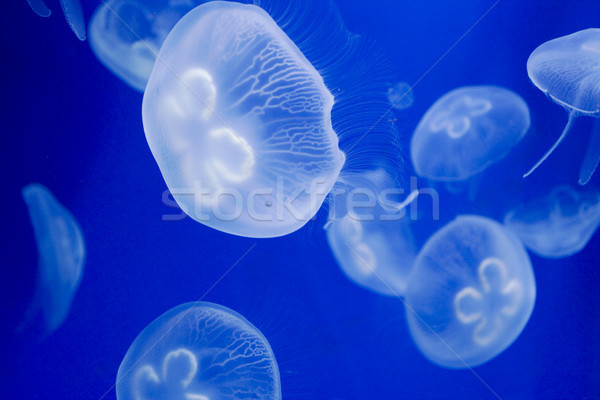 Hal tenger trópusi búvárkodik veszély akvárium Stock fotó © cheyennezj