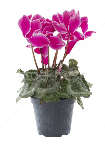 Szín ajándék növény kártya románc edény Stock fotó © cheyennezj