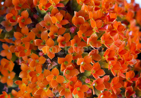 Kalanchoe background  Stock photo © cheyennezj