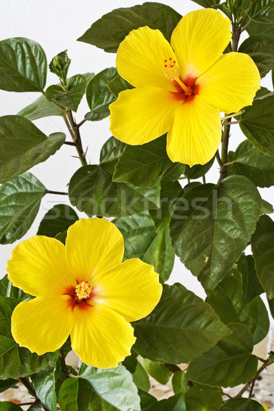 Galben Hibiscus natură grădină plante alb Imagine de stoc © cheyennezj