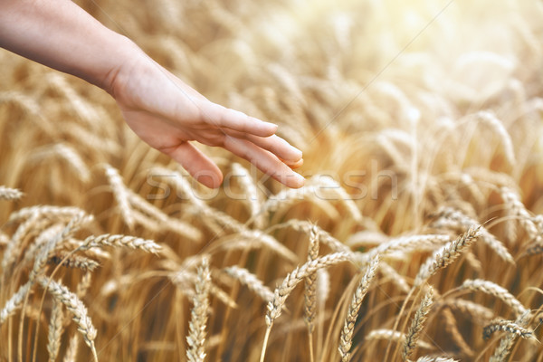 стороны прикасаться пшеницы фермер Сток-фото © choreograph