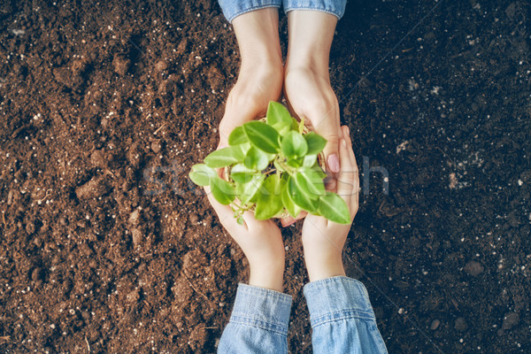 Stock photo: Adult and child holding seedlings