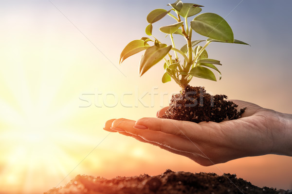 Foto stock: Dia · da · terra · pessoa · de · mãos · dadas · verde · primavera