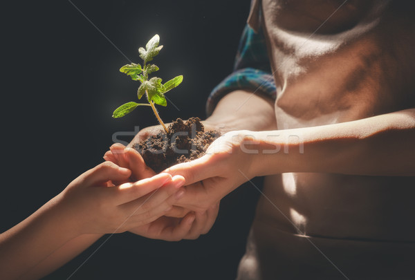 Adult and child holding green sprout. Stock photo © choreograph