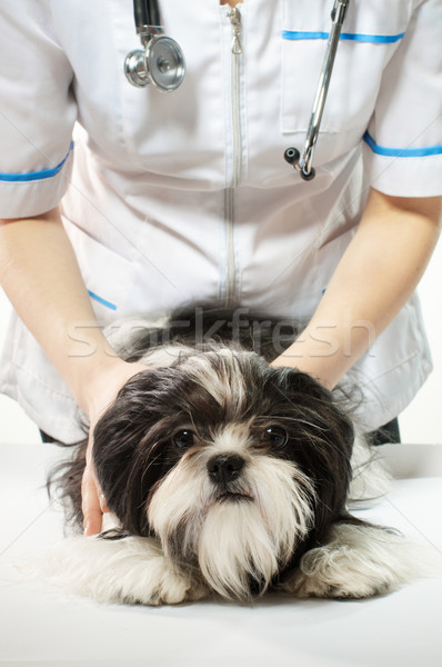 Lekarza szczeniak biały psa medycznych muzyka Zdjęcia stock © choreograph