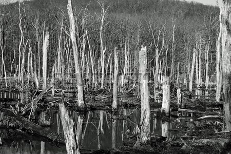 Halott fák erdő tél természet tó Stock fotó © chrisbradshaw