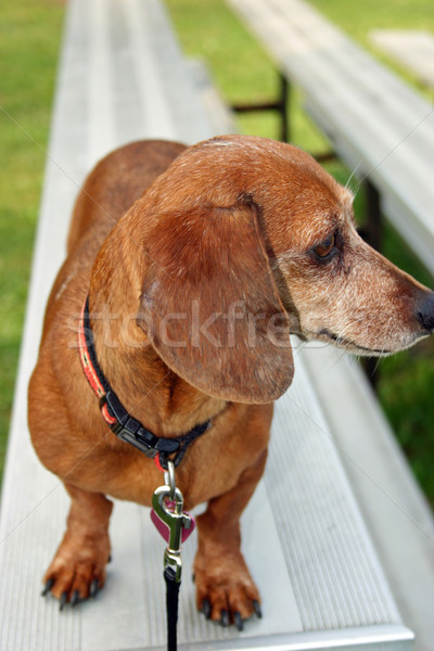 Jamnik stałego zestaw psa zwierząt domowych Zdjęcia stock © chrisbradshaw