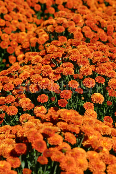 Pomarańczowy dość kwiat charakter Zdjęcia stock © chrisbradshaw