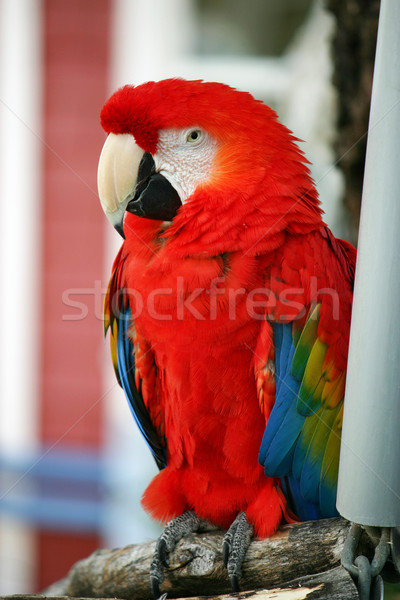 Papuga dość czerwony posiedzenia charakter niebieski Zdjęcia stock © chrisbradshaw