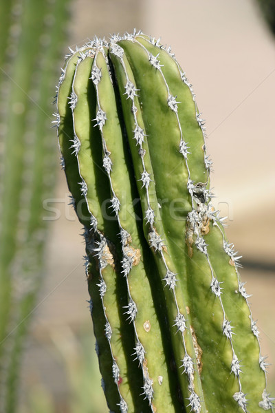 Cactus planta textura naturaleza patrón Foto stock © chrisbradshaw