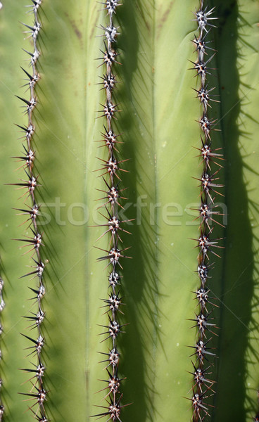 Kaktus ziemlich grünen Anlage Textur Stock foto © chrisbradshaw