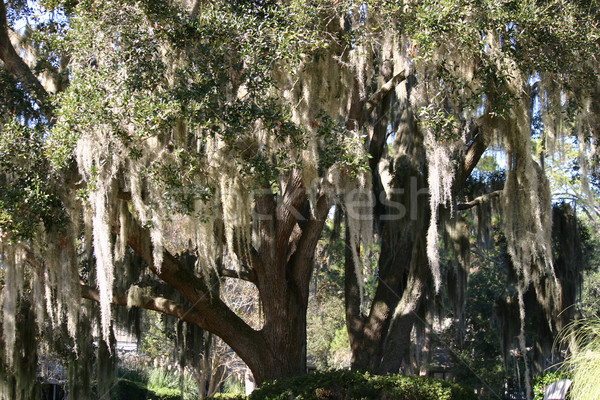 Spanisch Moos hängen Baum Kopf Insel Stock foto © chrisbradshaw