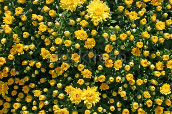 żółty piękna kwiat kwiaty Zdjęcia stock © chrisbradshaw