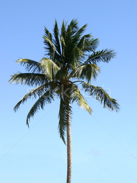 Palm Tree 2 Stock photo © chrisbradshaw