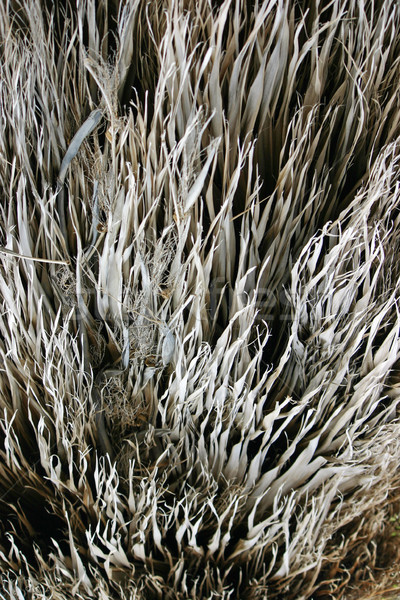 Suszy trawy martwych pole trawy streszczenie Zdjęcia stock © chrisbradshaw