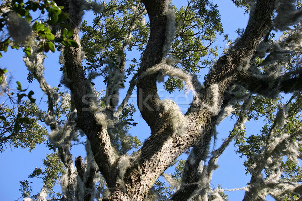 Hiszpanski mech wiszący drzewo głowie wyspa Zdjęcia stock © chrisbradshaw