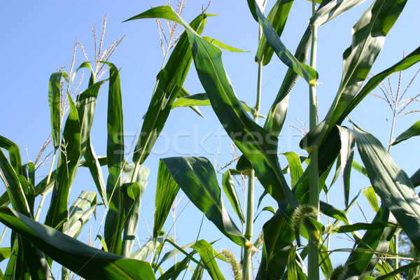 Wysoki dziedzinie New Jersey niebo gospodarstwa kukurydza Zdjęcia stock © chrisbradshaw