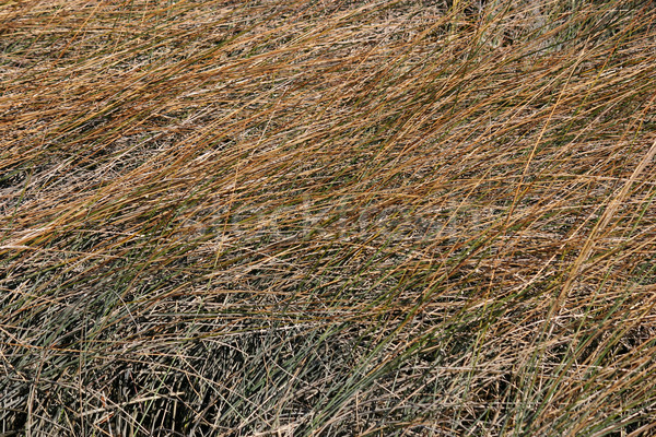 Moeras South Carolina textuur abstract natuur achtergrond Stockfoto © chrisbradshaw