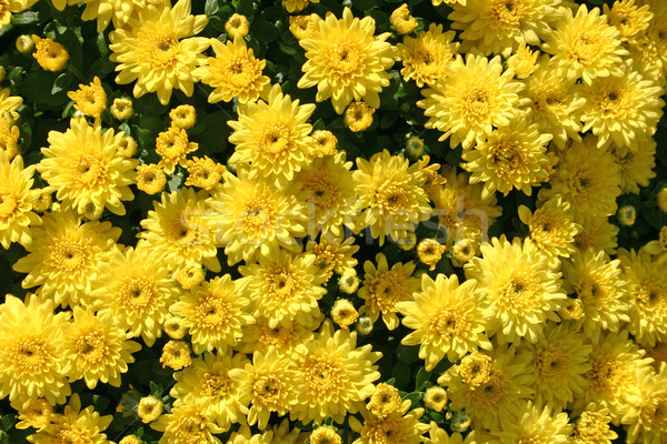 Stock photo: Yellow Mums