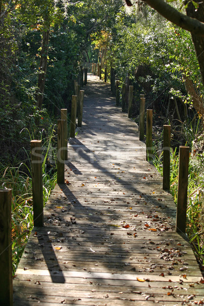 Camino naturaleza verde selva tropicales caminata Foto stock © chrisbradshaw