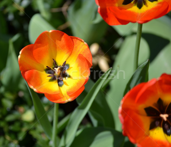 Tulipan wibrujący czerwony pomarańczowy kwiat charakter Zdjęcia stock © chrisbradshaw