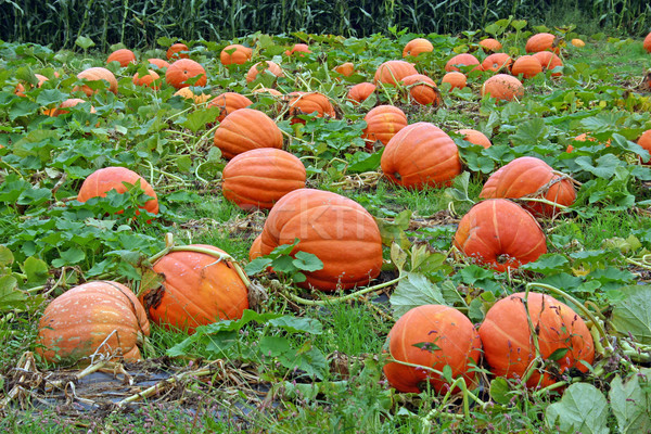 Pumpkin Patch Stock photo © chrisbradshaw