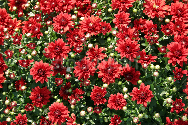 Czerwony piękna kwiaty jesienią Zdjęcia stock © chrisbradshaw
