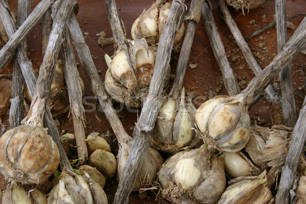 Garlic Stock photo © chrisbradshaw