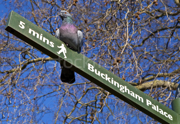 Piccione cartello Londra Buckingham Palace pedonale alberi Foto d'archivio © chrisdorney