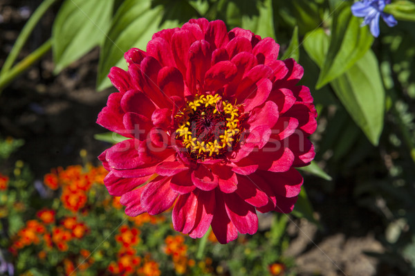 Zinnia Flower Stock photo © chrisdorney