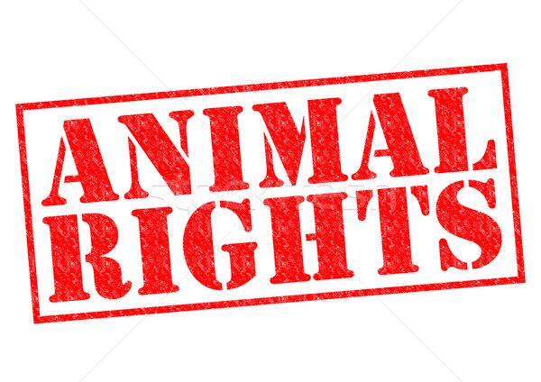 商業照片: 動物 · 權利 · 紅色 · 白 · 動物